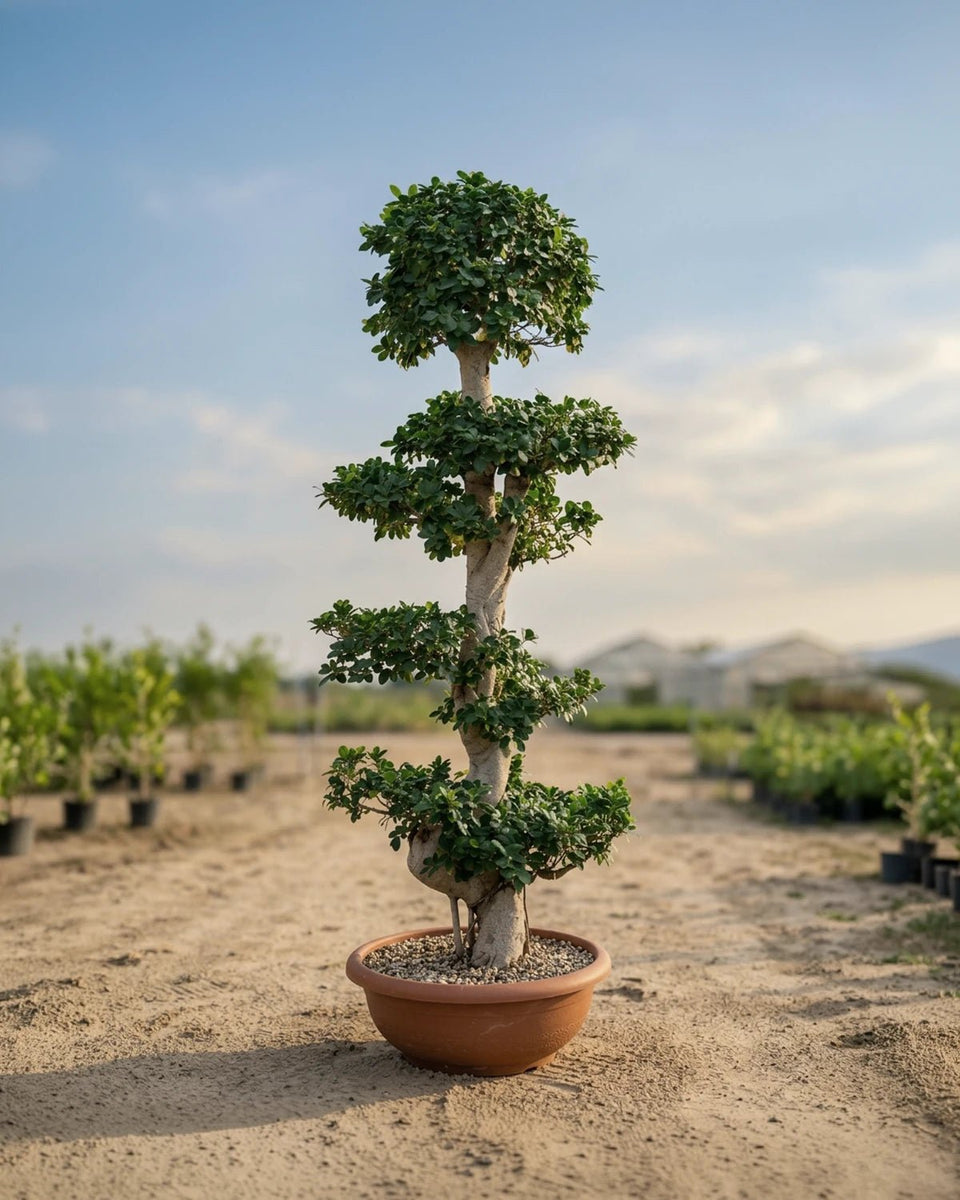 Tree Ficus Microcarpa Bonsai S Shape – Acacia Garden Center